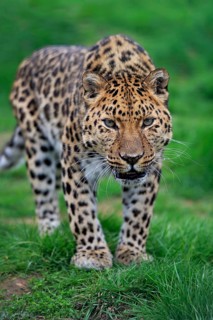 Amur leopard