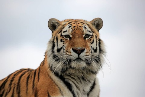 Bengal tiger
