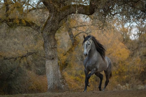 Young P.R.E. stallion