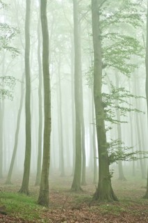 Beech forest in dense fog