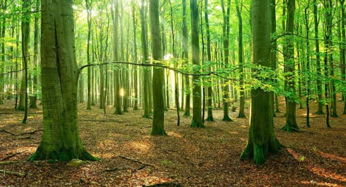 Sunny hall like natural beech forest