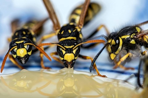 German wasps