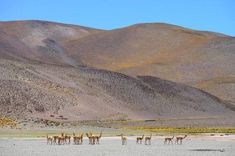 Herd Vicunas