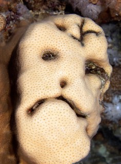 Grimace on stony coral