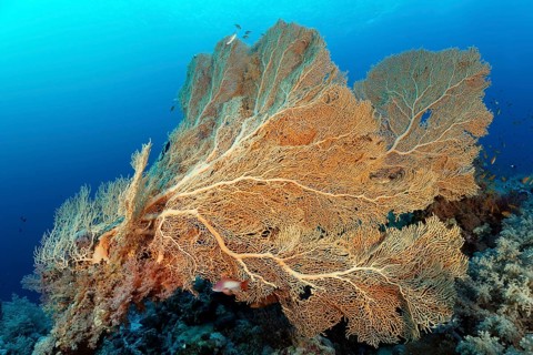 Gorgonian fans