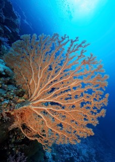 Gorgonian fans