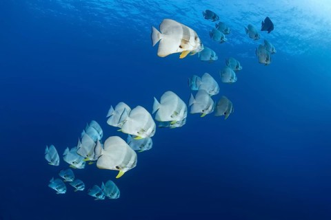 Swarm Longfin Batfish