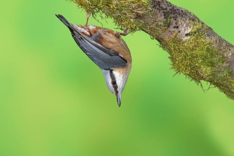 Eurasian nuthatch