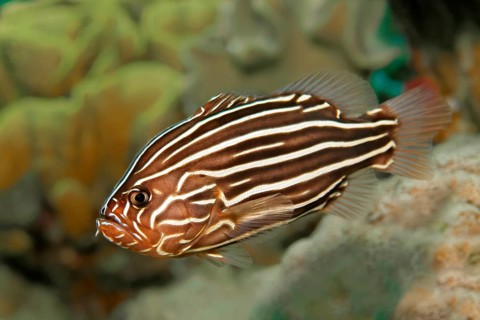 Six-lined soapfish