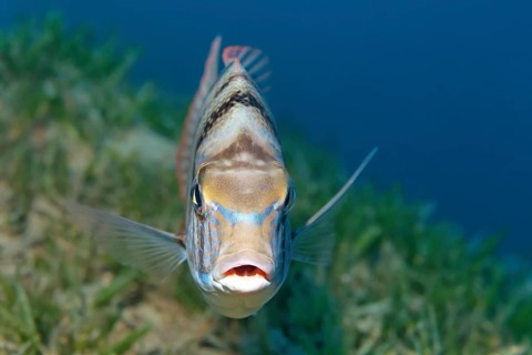 Sea bream