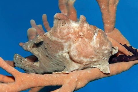 Giant frogfish