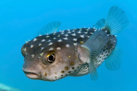 Spotbase burrfish