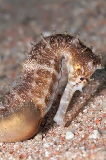Spiny Seahorse