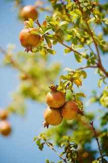 Pomegranate