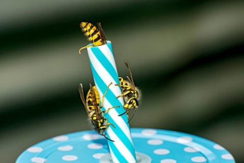 German wasps