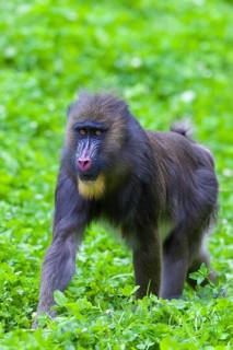 Mandrill