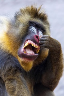 Mandrill