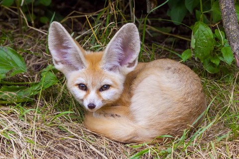 Fennec fox
