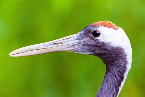 Red-crowned crane