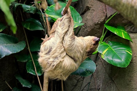 Two-fingered sloth