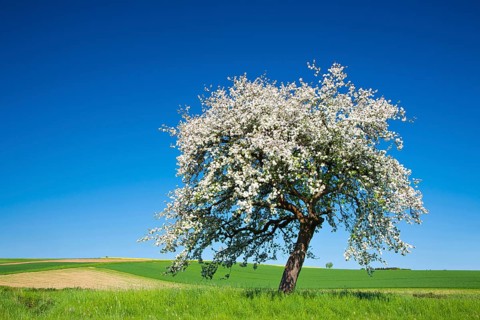 Cherry tree