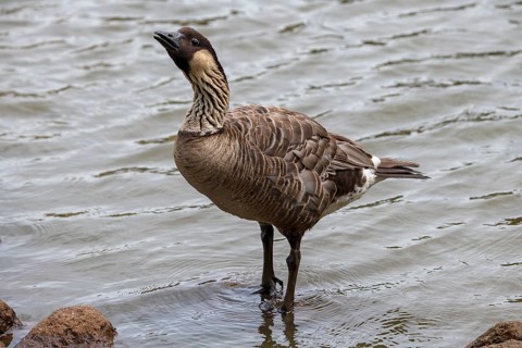 Hawaiian Goose