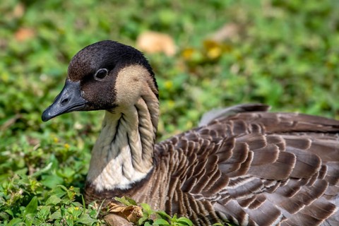 Hawaiian Goose