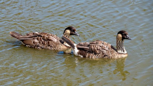 Hawaiian Goose