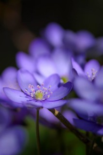 Blue Liverwort
