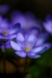 Blue Liverwort