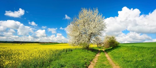 Cultural landscape in spring