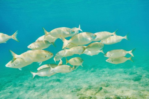 Salema porgy