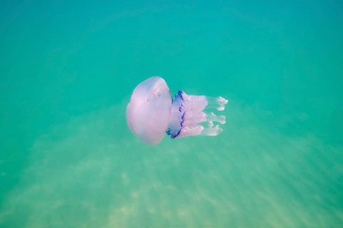 Dustbin-lid jellyfish