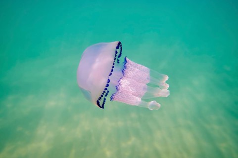 Dustbin-lid jellyfish