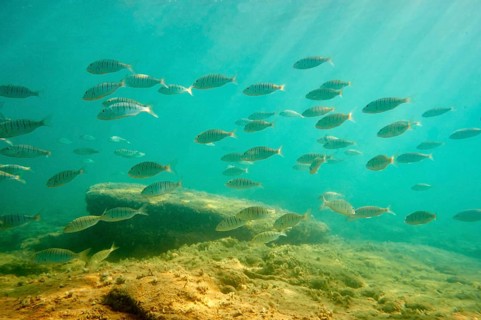 school of fish
