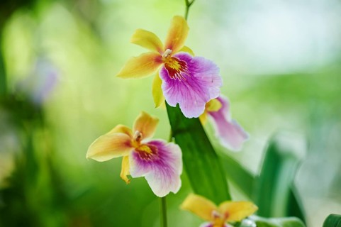 Tropical orchid