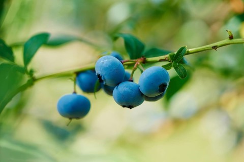Ripe northern highbush blueberries