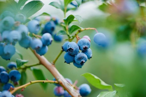 Ripe northern highbush blueberry