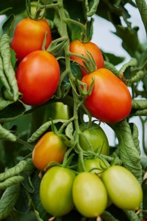 Red and green plum tomatoes at bush