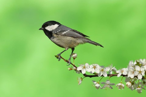 Coal tit