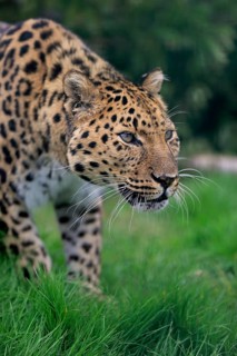 Amur leopard