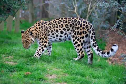 Amur leopard