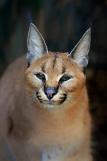 Caracal