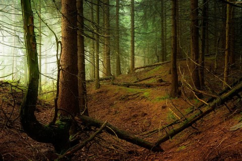 Mysterious dense spruce forest with fog