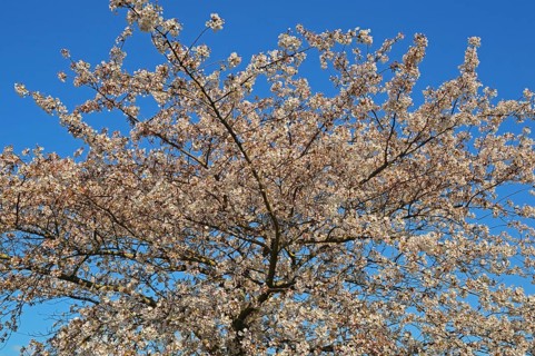 Flowering ornamental cherry