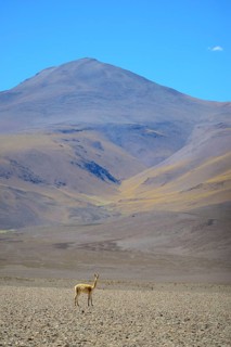 Vicuna