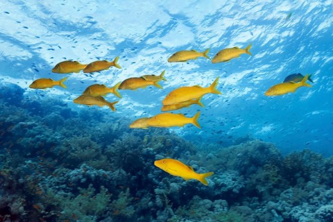 Swarm Golden Goatfish