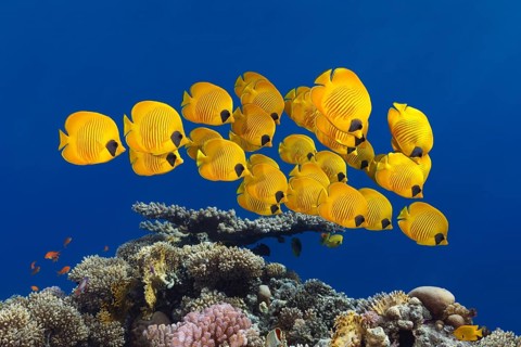 Swarm Bluecheek butterflyfishes