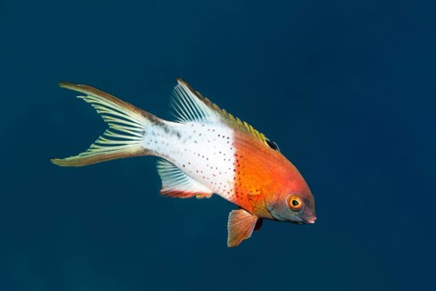 Lyre-tail hogfish
