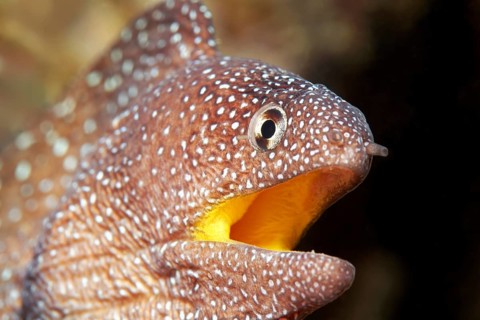 Starry moray